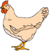 Chicken For Sale | Day Old Chicks | Chicken Eggs